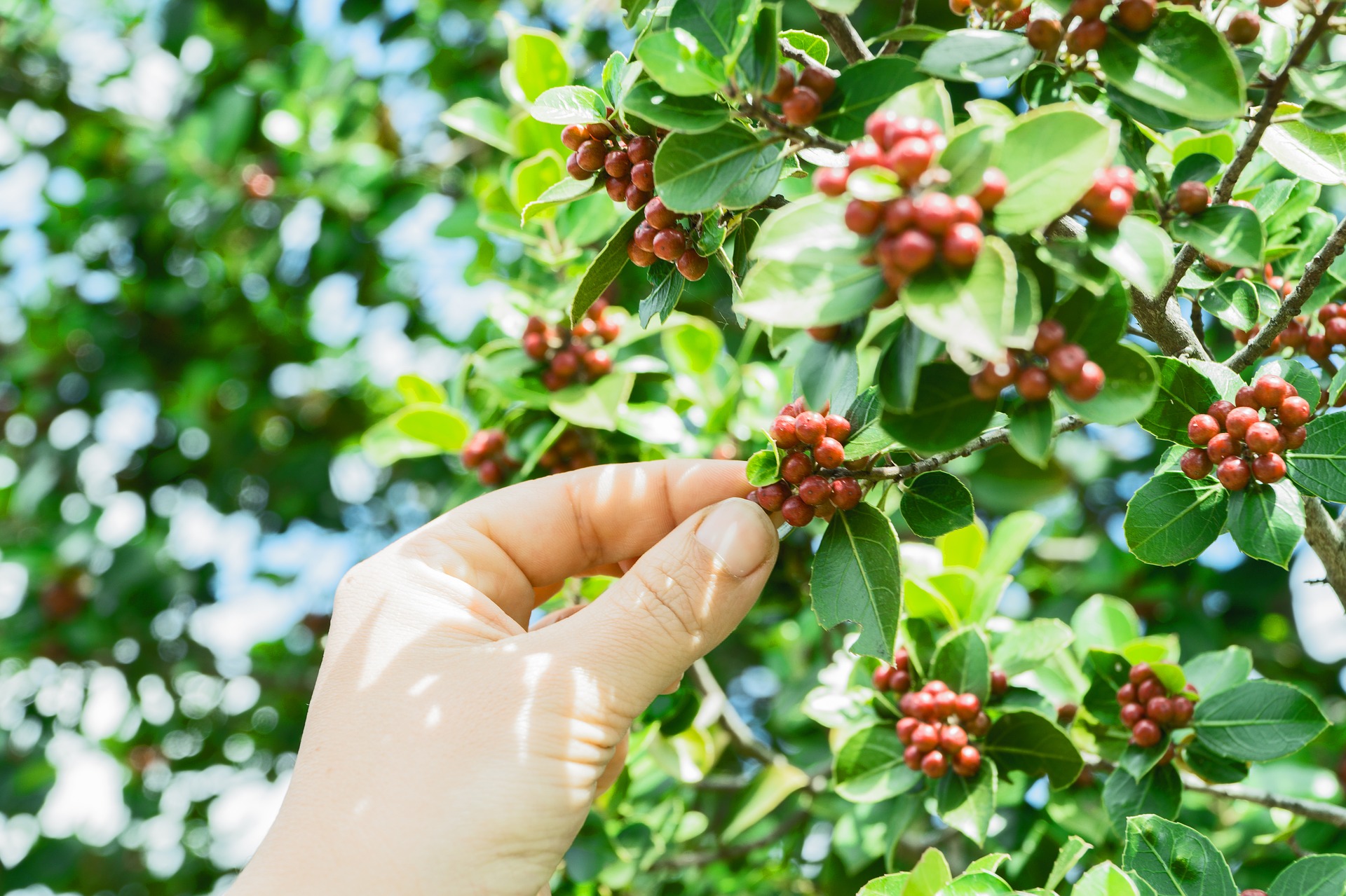 Ma il caffè è un farmaco?