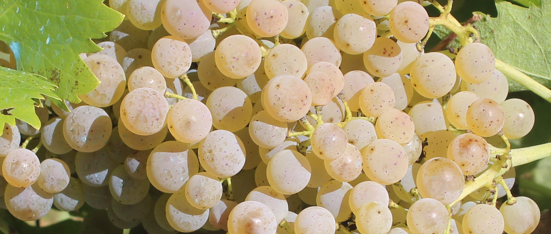Curarsi con l'uva?