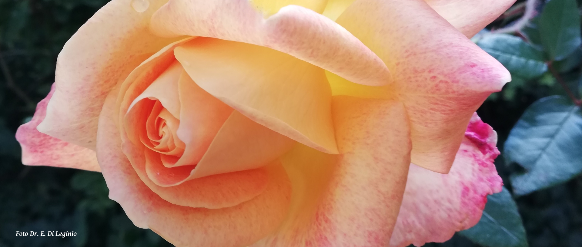 Le rose d'Inverno?